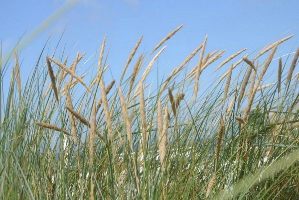 Aus unserem Hollandurlaub 2014