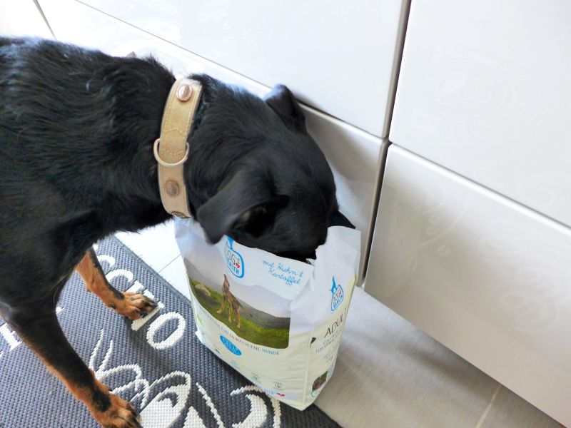 Dog´s Health
