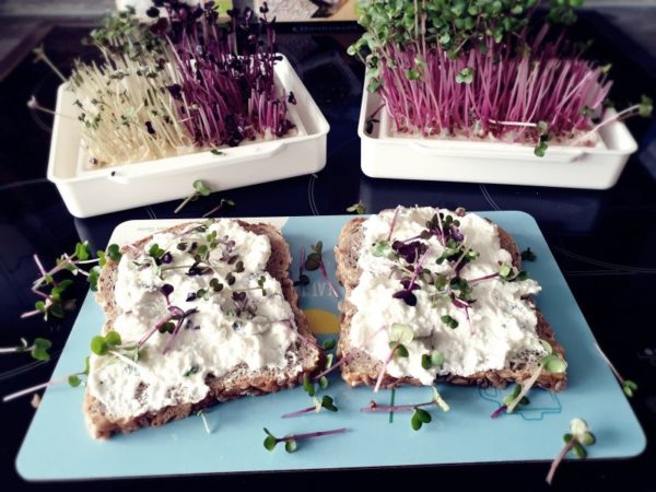 MicroGreen Garden