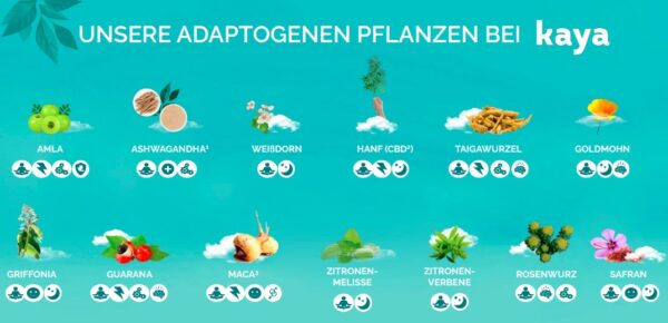 Adaptogene Pflanzen