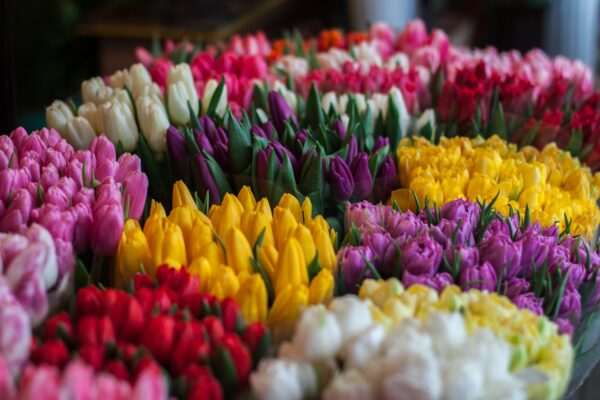 Auf dem Blumenmarkt findet ihr alle Arten von Blumen, Pflanzen und Blumenzwiebeln